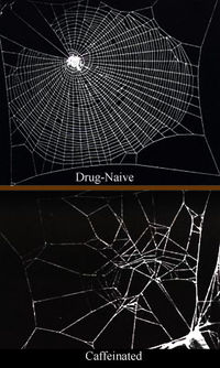 caffeinated spider webs