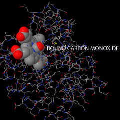carbon monoxide bound to heme