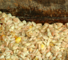 cocoa beans fermenting