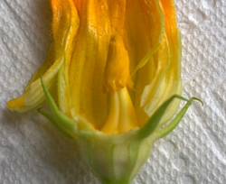 stamen in female zucchini blossome