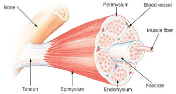 anatomy/structure of muscle tissue