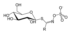 Glucosinolate structure; side group R varies