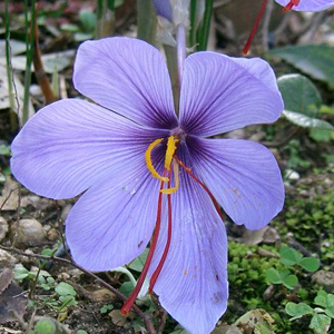 crocus flower for saffron