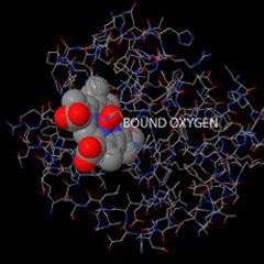 oygen bound to heme in myoglobin