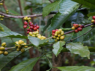 Fruit confit — Wikipédia