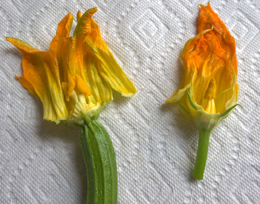 comparison of male and female zucchini blossoms
