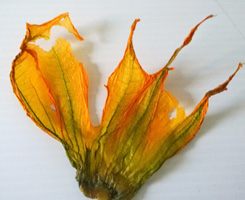 dehydrated zucchini blossom