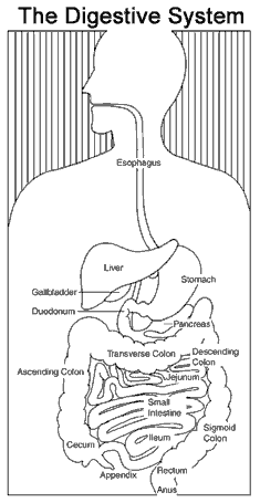 Your Digestive System and How it Works simple diagrams of the esophagus and stomach 