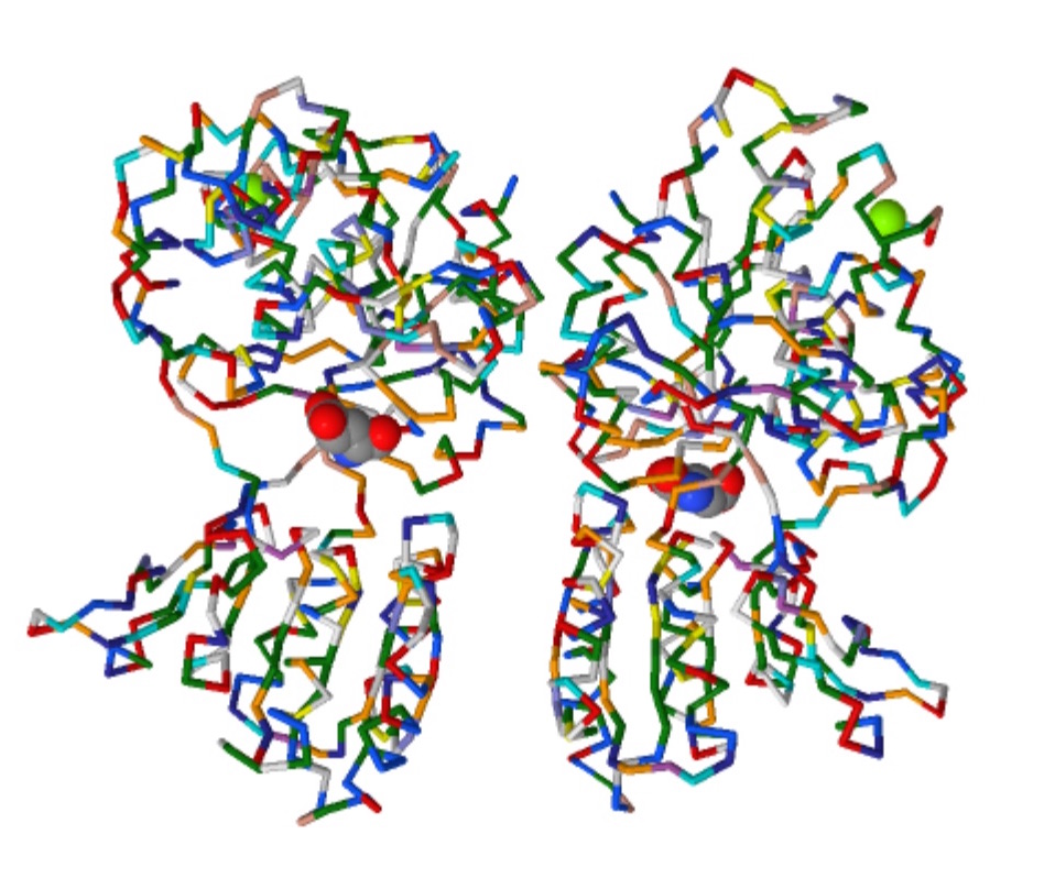 dimeric-glutamate-receptor-with-bound-glutamic-acid