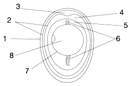 Picture of the Parts of an Egg