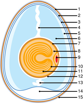 anatomy of chicken egg