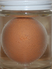 naked egg experiment