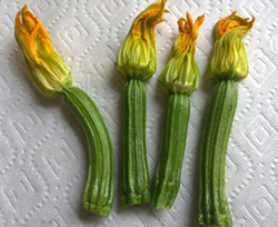 female zucchini flower