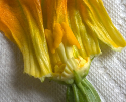 female zucchini blossoms