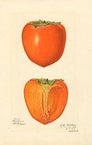 Japanese Persimmon (variety Hachiya) - watercolor 1887