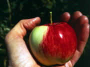 Wild Malus sieversii apple in 