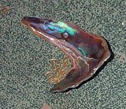 A piece of abalone shell