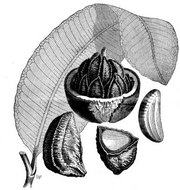 Depiction of the Brazil Nut in  Supplement, No. 598, June 18, 1887