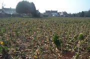 A field of Brussels sprouts in the  after harvest.