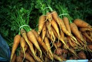 Carrot plants