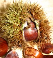 Sweet Chestnut cupule with nuts