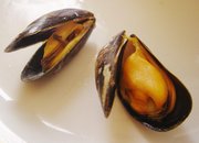 Cooked mussels can be orange, or of a pale yellow.