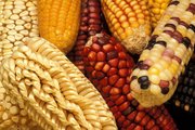 Exotic varieties of maize are collected to add  when selectively breeding new domestic strains.