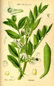 Plate showing Broad Beans, from Thom, Flora von Deutschland, sterreich und der Schweiz, 1885.