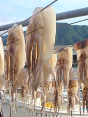 These squids are being dried in a harbor after being fished