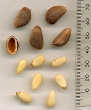 Korean Pine pine nuts - unshelled, and shell, above; shelled, below