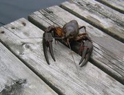 A Swedish lake crayfish