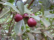 Strawberry Guava Psidium cattleianum