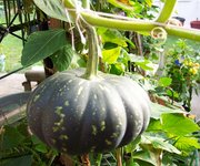 Pumpkin attached to a stalk