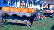 Wagon full of pumpkins