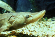 A short-nosed sturgeon