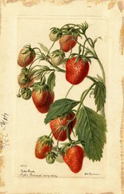 strawberry (cultivar 'Parker Earle') - watercolor 1890