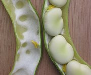 Broad Beans in the pod