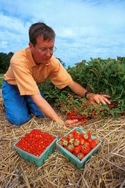 Strawberries grown on a bed of straw