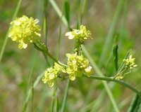 Wild Mustard (Brassica campestris)