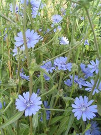 Cichorium pumilum