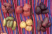 The  cultivated around 200 different kinds of Peruvian potatoes