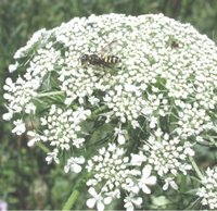 Daucus carote