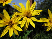 Jerusalem artichoke flowers