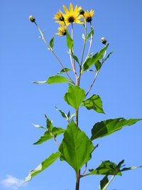 Jerusalem artichoke tops and flowers