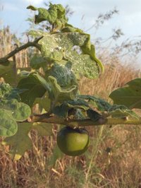 The fruit of the Thai eggplant. The white residue on the leaves is common.