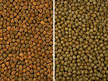 left: Bengal variety; right: European variety