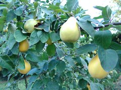 Quince foliage and fruit