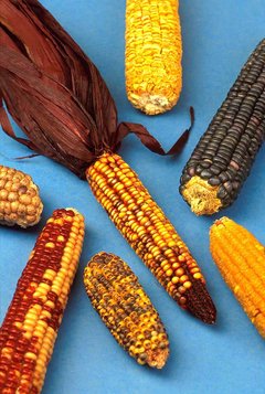 Cultivars of Maize