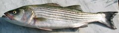 Striped Bass