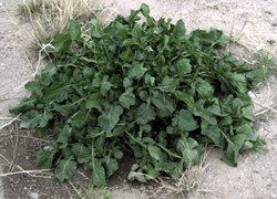 Leafy arugula